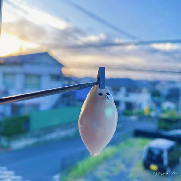 「ねぇ、洗濯物を取り込み忘れてない？」 実際に干されていたのは…