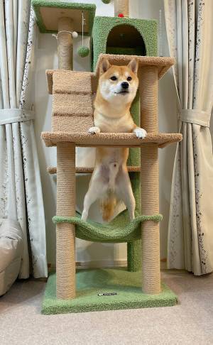 飼い主「どうしてそうなった」　柴犬のまさかの姿に「面白すぎる」「真顔なのが…」