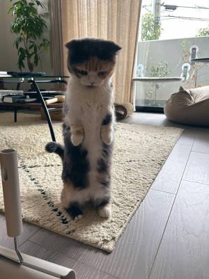 床の汚れを見たマンチカンが？　１枚に「清掃のプロのような目」「見事な直立」