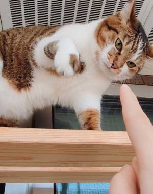 くつろぐ愛猫　お腹を見た飼い主が…「こんな誘惑があるかよ」「最高」