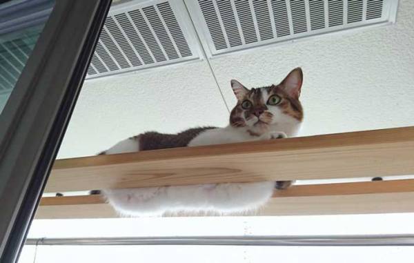 くつろぐ愛猫　お腹を見た飼い主が…「こんな誘惑があるかよ」「最高」