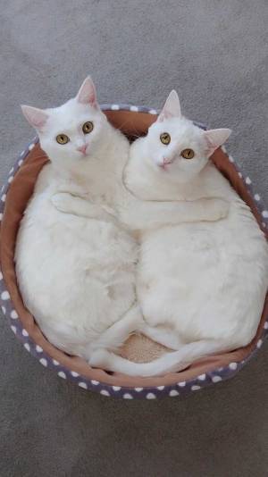 肌寒い日に双子の猫が？　飼い主が激写した１枚に「温まりました」「挟まりたい」