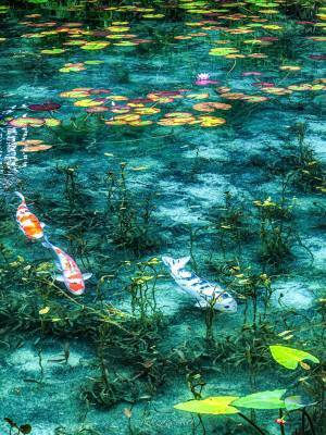 「ただただ、ため息」　モネのような『写真』が話題