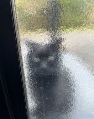 自ら保護されに来た猫　まさかのパターンに「賢すぎだろ」「圧を感じる！」