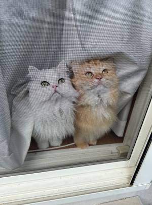 「天に召された感じを出されてる」　草むしり中の飼い主を見る２匹が？