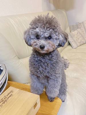 遊んでくれなくて怒るプードル　飼い主が見た光景に「笑った」「めっちゃ怒ってる」