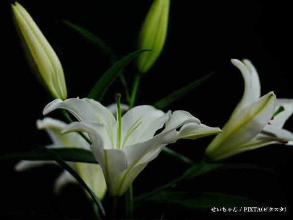 酸欠少女さユりさん２８歳、急逝　「信じられない」「言葉が出ない」