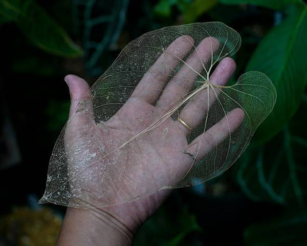 アンスリウムの葉を放っていたら？　見た目に「まさに奇跡」「幽霊」