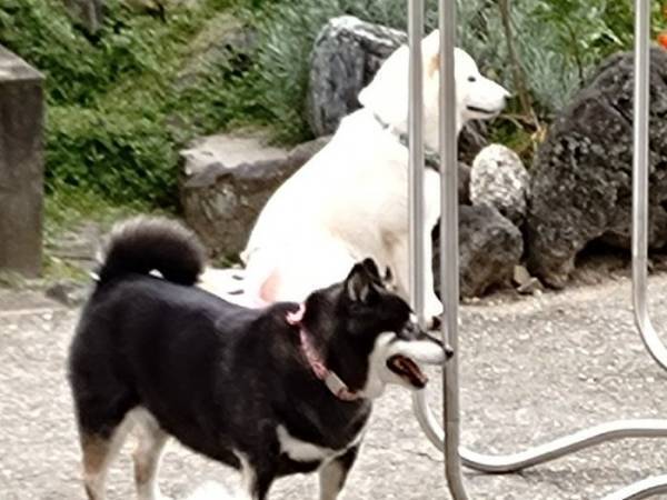 柴犬「わーい飼い主だ！」　その背後を見ると？「ごめん吹いた」「コラコラー！」