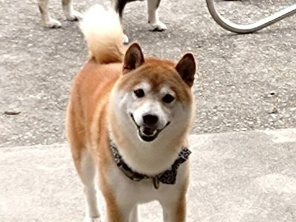 柴犬「わーい飼い主だ！」　その背後を見ると？「ごめん吹いた」「コラコラー！」