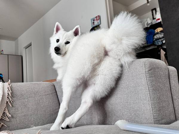 セクシーすぎる犬　飼い主も思わず笑った、愛犬の『ドキッとする姿』がこちら