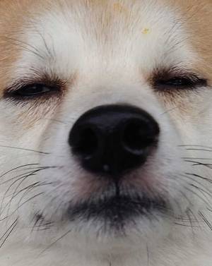 散歩中、充電切れになった柴犬　１枚に「爆笑した」「虚無すぎる」