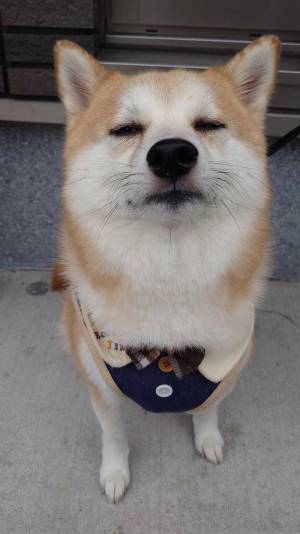 散歩中、充電切れになった柴犬　１枚に「爆笑した」「虚無すぎる」