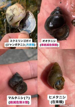 ジャンボタニシと間違えて駆除してない？　写真に「よく見たら全然違う！」