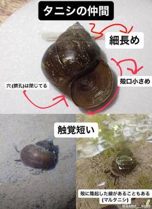 ジャンボタニシと間違えて駆除してない？　写真に「よく見たら全然違う！」