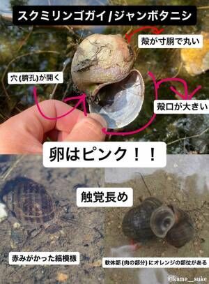 巻貝の写真