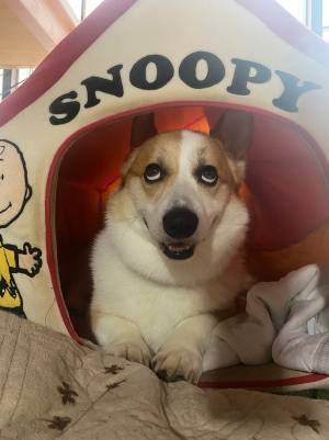 飼い主「なにしたのキミ」　コーギーの表情に「漫画みたい」「絶妙な白目」