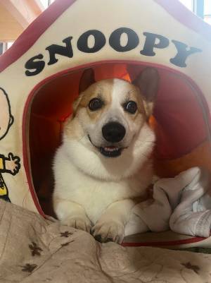 飼い主「なにしたのキミ」　コーギーの表情に「漫画みたい」「絶妙な白目」