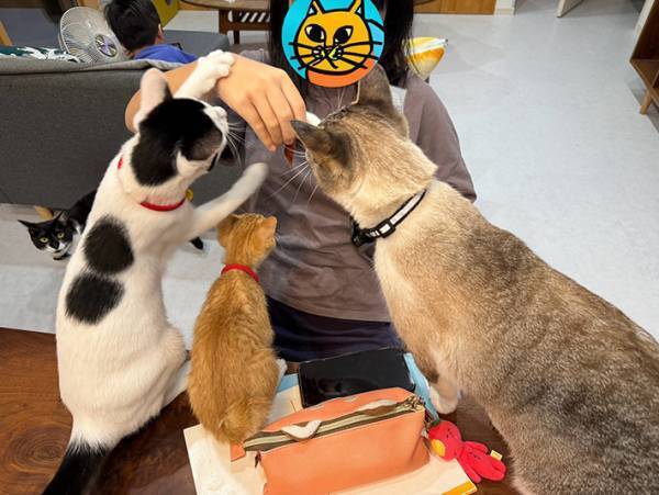 娘に群がる複数の愛猫　その理由に「笑った」「モテモテですね」