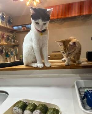 猫の写真