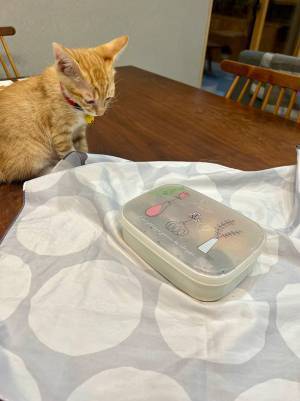 娘のためにお弁当を作った母　猫の行動に「すまん、きみたちのじゃないんよ」