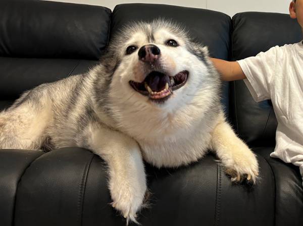 「うちのアザラシもかわいいので」　『アザラシ感』のあるハスキーがこちら