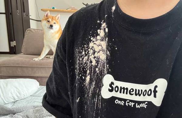 飼い主に「謝れよ」といわれた柴犬　その表情に「爆笑した」「してやったり感」