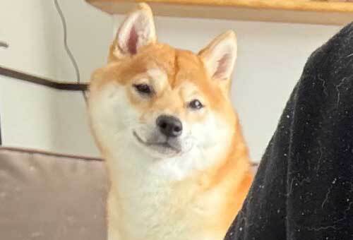 飼い主に「謝れよ」といわれた柴犬　その表情に「爆笑した」「してやったり感」