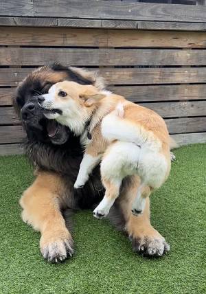 超大型犬に『攻撃』したコーギー　その直後？「ごめん吹いた」「顔ー！」