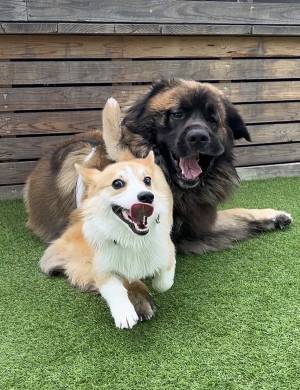 超大型犬に『攻撃』したコーギー　その直後？「ごめん吹いた」「顔ー！」