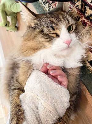 あざとい猫？　１枚に「ファンサービスが満点」「最強かよ」