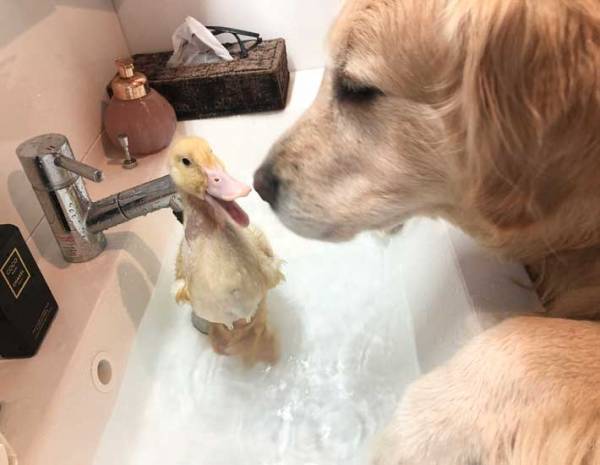 『入浴中』にのぞき込まれて…　マンガのようなハプニングに「そんな怒らなくても…」