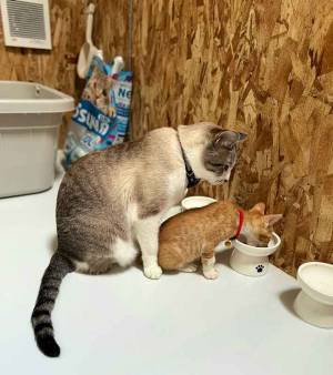 新入り猫がご飯を食べていると？　２匹の姿に「泣けてくる」