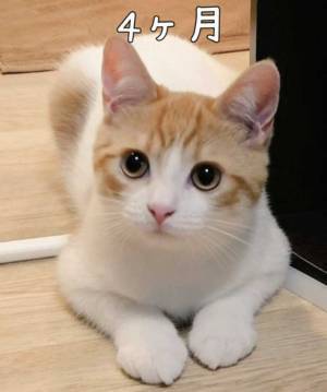 ほわほわ子猫が１年半後？　成長した姿に「パワーアップしてる」「疲れが吹っ飛んだ」