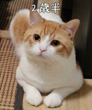 ほわほわ子猫が１年半後？　成長した姿に「パワーアップしてる」「疲れが吹っ飛んだ」