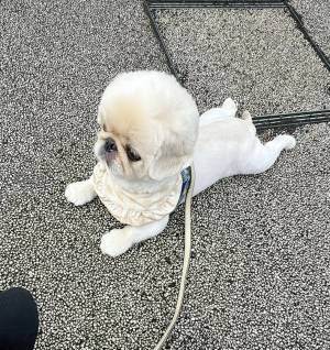 通りすがりの人「スフィンクスみたい」　ワケに「バランス最高」