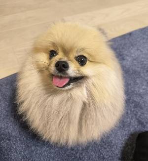 風呂に入れられたポメラニアン　その姿に「どうしてそうなった」「新種の生き物かと」