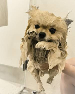風呂に入れられたポメラニアン　その姿に「どうしてそうなった」「新種の生き物かと」