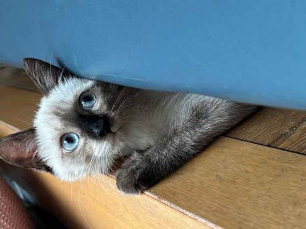 業者は帰ったのに…　１時間後の行動に「たまらん」「CM出れる」