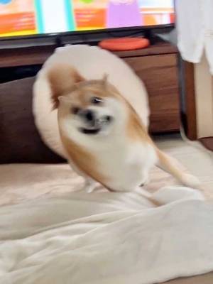 「頭文字Dog」「声出して笑った」　コーナーを攻める柴犬に『９万いいね』