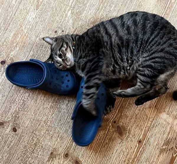 飼い主「そんなに好きなら」　猫の１枚に「笑った」「童謡のタイトルみたい」