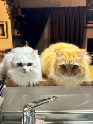 夫「妻が、これを見て夕飯を決めた」　写真に「素晴らしい発想」