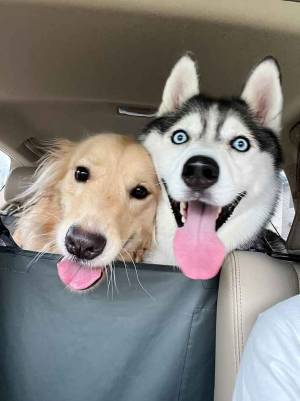 ドライブに出掛けると？　２匹の顔に「笑った」「『パリピ』感出てる」