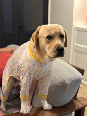 散歩のために、服を着させられた犬　表情を見ると「笑った」「あからさまに嫌そう…」