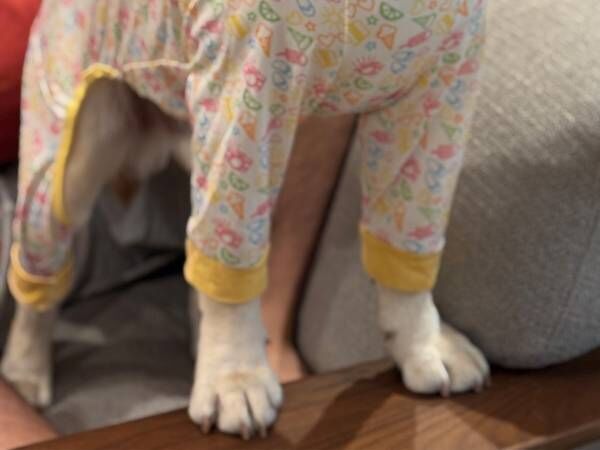 散歩のために、服を着させられた犬　表情を見ると「笑った」「あからさまに嫌そう…」