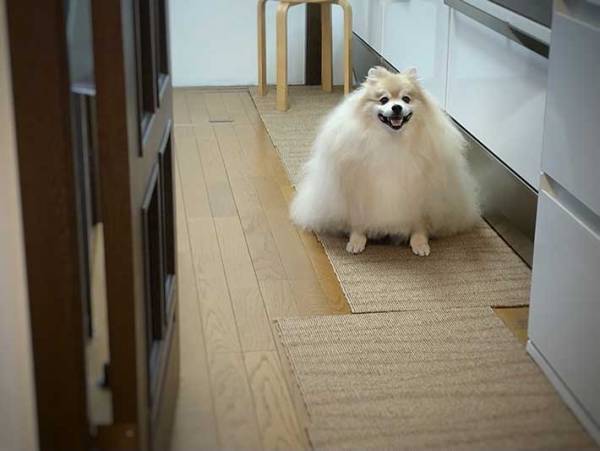 自宅に現れた『おにぎり』　三角形すぎる生き物の写真がこちら