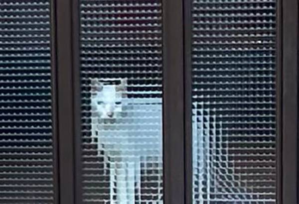 モザイクガラス越しに猫を見ると？　１枚に「レゴみたい」「昔のホラーゲーム」