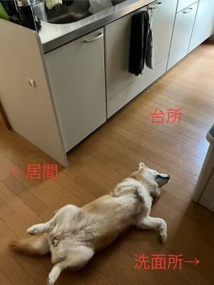 邪魔すぎる場所で寝る柴犬　飼い主がつい許した『理由』が、こちら