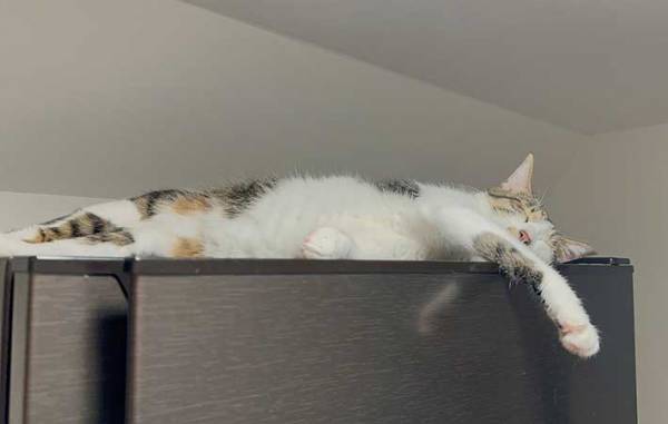 料理中、冷蔵庫の上にいたのは…？　「笑った」「表情！」