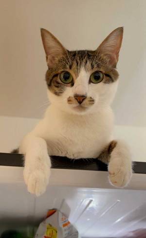 料理中、冷蔵庫の上にいたのは…？　「笑った」「表情！」